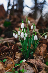 snowdrops in the forest