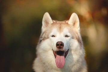 Close-up Portrait of gorgeous Beige Siberian Husky in fall season on a forest background.