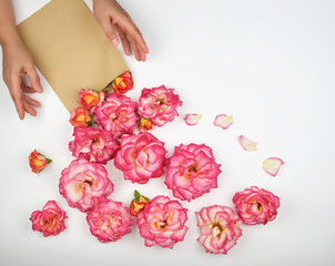 two female hands and a paper envelope with buds of pink roses on a white background