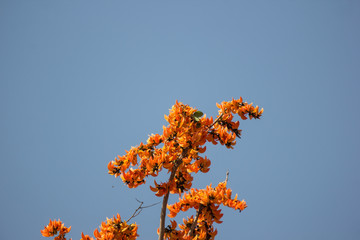 Orange flower or Butea monosperma flower
