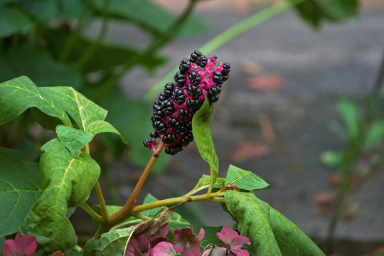 Phytolacca (Phytolacca decandra)  Kermesberry from South America