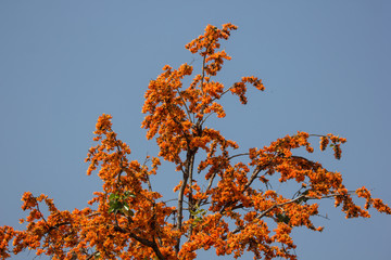 Orange flower or Butea monosperma flower