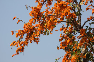 Orange flower or Butea monosperma flower