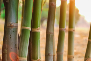 Group of green jointed and bud bamboo tree in the garden with soft orange light in evening close-up.