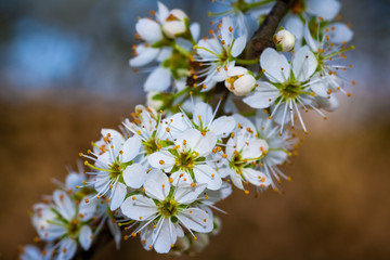 close up view of blackthorn blossom