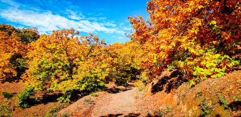 Autumnal landscape with morning light in yellow and reddish tones