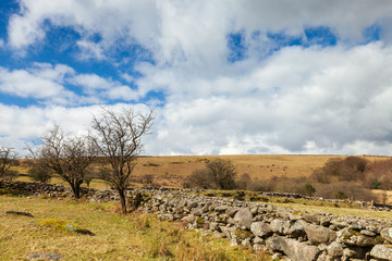 Trees along a stone wall on moor land in dartmoor national park on a sunny day