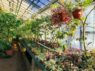 Various exotic evergreen plants and blooming flowers in clay pots in old Botanical garden. Photo...