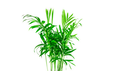 Houseplant, small green palm tree Chamaedorea isolated on white background. Copy spase