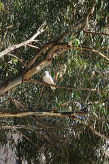 Cockatoo siting on a tree