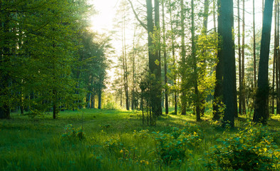 Fototapeta na wymiar View of green forest in the spring before sunrise