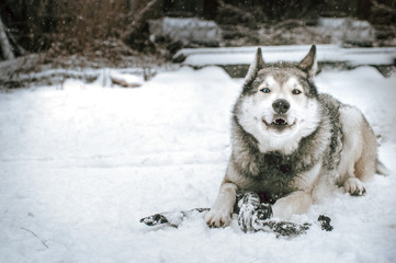 siberian husky in snow