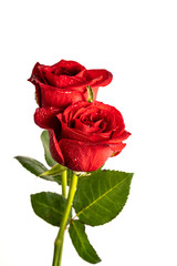 Isolated red roses on a white background. Concept of Valentine's Day, anniversary or mother's day.