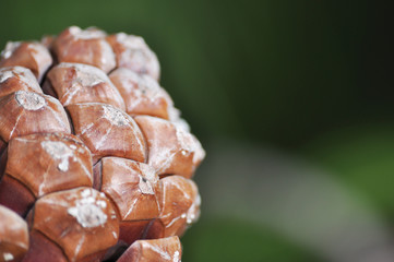 closeup of a pine cone