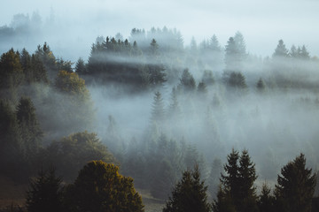 Nature landscape background with moody,foggy forest