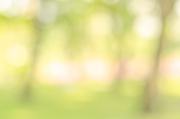 abstract bio green blur nature background trees lush foliage in the park at morning with sunlight.