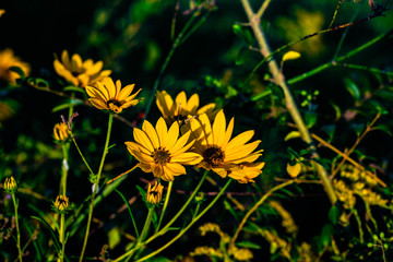 yellow dandelions in the meadow