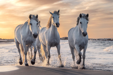 Weiße Pferde in der Camargue, Frankreich.