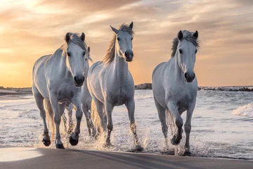Fotobehang Paard Witte paarden in Camargue, Frankrijk.