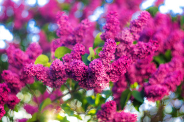 Obraz premium Dazzling floral background of lilac flowers. Lush branches of lilac. Spring natural juicy pink background. Purple lilac flowers. Branches strewn with flowers