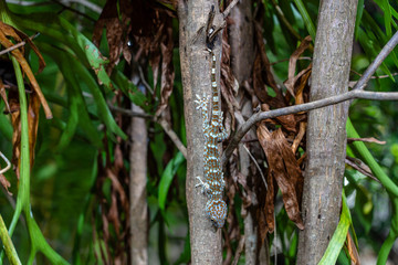 Tokay gecko on a tropical tree at night on the island of Koh Phangan, Thailand