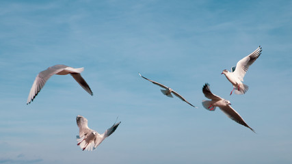 Seagulls in flight over the winter sea