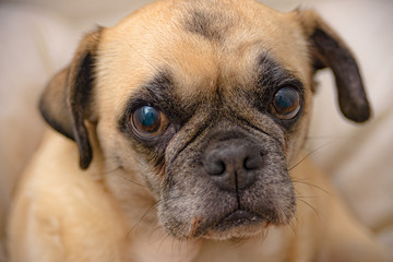 Pug dogs lady at a portrait shooting