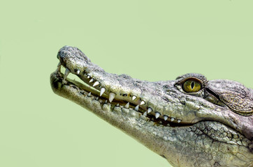 crocodile head isolated close up on a green background