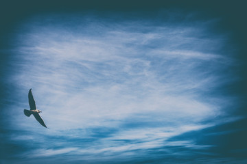 Seagulls in flight over the winter sea