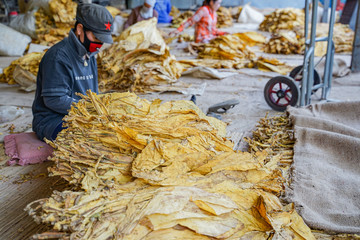 Farmer were selecting dry tobacco leaves grade(yellowing degree) before sale to tobacco industry in...