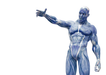 muscleman anatomy heroic body talking in white background with copy space