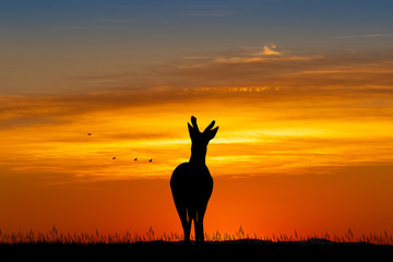 illustration of fawn at sunset