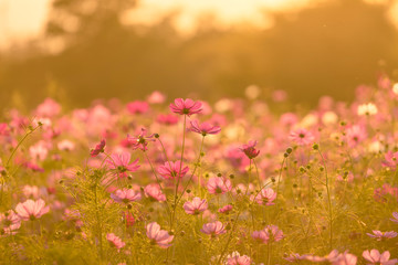 Beautiful cosmos flowers blooming in garden with sunset light