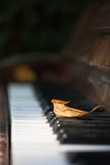 old piano and leaves