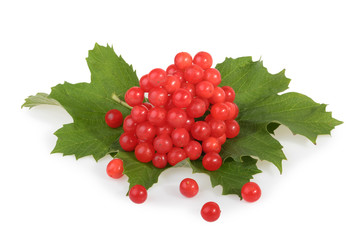 Red berries of Viburnum (arrow wood), isolated on white