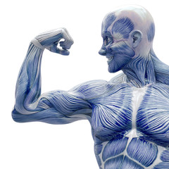 muscleman anatomy heroic body doing a bodybuilder pose  twelve in white background frontal close up