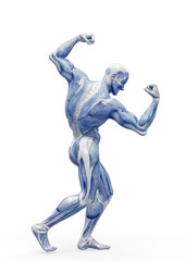 muscleman anatomy heroic body doing a bodybuilder pose two in white background