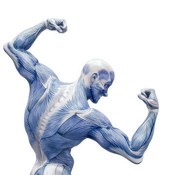 muscleman anatomy heroic body doing a bodybuilder pose two in white background close up rear view