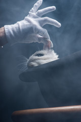 cropped view of magician in gloves taking white rabbit from hat, in dark room with smoke