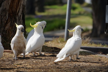 Group of cockatoos 