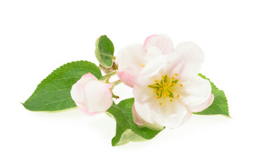 Obraz na płótnie Canvas blossom of Apple flower isolated white background