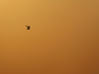 Fototapeta premium Birds