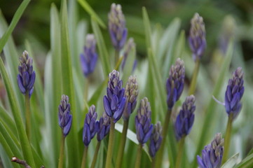 Glockenblumen