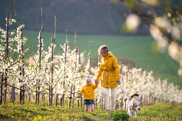 Front view of senior grandmother with granddaughter walking in orchard in spring.