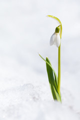 Snowdrop flower growing out of the snow, early spring in the garden