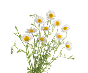 Chamomiles isolated on white background