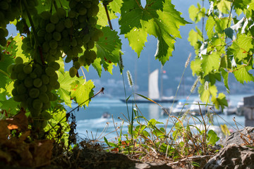 Sailboat through the leaves of grapes in the Bay in Montenegro