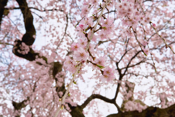 Cherry tree in full bloom