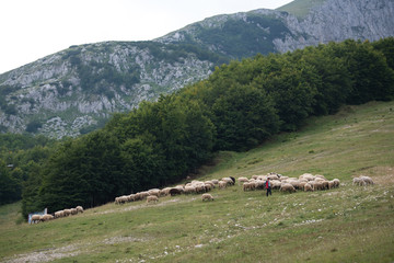 shepherd at work with sheeps in Montenegro mountains