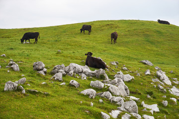 酪農、四国カルストの風景。
